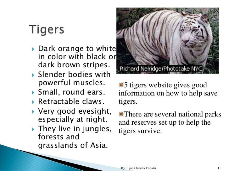 Save the wildlife essay